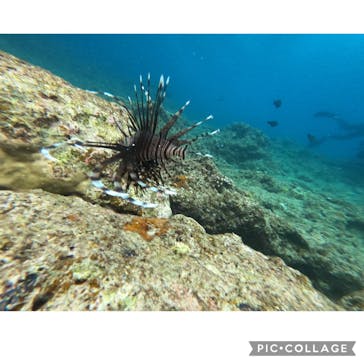 MalDive（モルダイブ）に投稿された画像（2021/4/4）