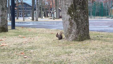 ノーザンホースパークに投稿された画像（2021/4/4）