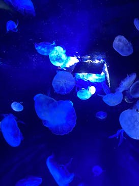 サンシャイン水族館に投稿された画像（2021/4/4）