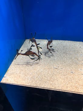 サンシャイン水族館に投稿された画像（2021/4/4）