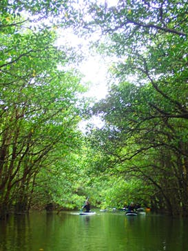 西表島 ADVENTURE PiPi（アドベンチャーピピ）に投稿された画像（2021/4/4）