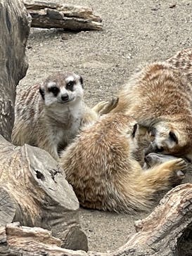 よこはま動物園ズーラシアに投稿された画像（2021/4/4）