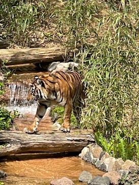 よこはま動物園ズーラシアに投稿された画像（2021/4/4）