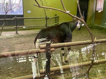 よこはま動物園ズーラシアに投稿された画像（2021/4/4）