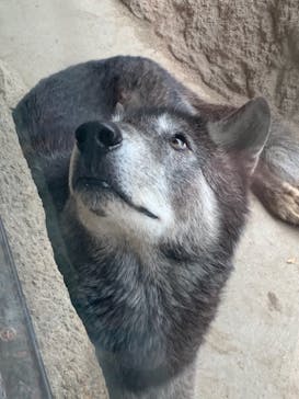 神戸どうぶつ王国に投稿された画像（2021/4/4）