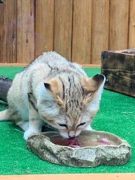 神戸どうぶつ王国に投稿された画像（2021/4/4）