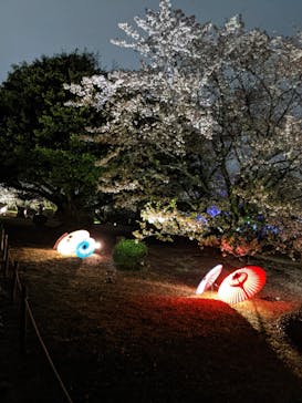 姫路城（イベント）に投稿された画像（2021/4/4）