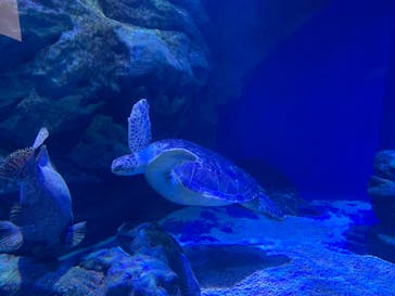 マクセル アクアパーク品川に投稿された画像（2021/4/4）