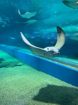 マクセル アクアパーク品川に投稿された画像（2021/4/4）