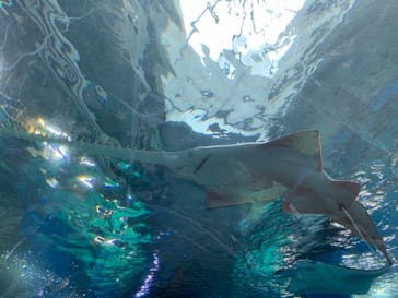 マクセル アクアパーク品川に投稿された画像（2021/4/4）