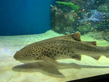 マクセル アクアパーク品川に投稿された画像（2021/4/4）