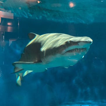 しながわ水族館に投稿された画像（2021/4/4）