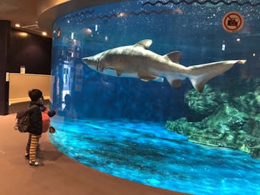 しながわ水族館に投稿された画像（2021/4/4）