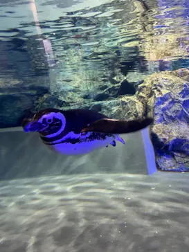 すみだ水族館に投稿された画像（2021/4/4）