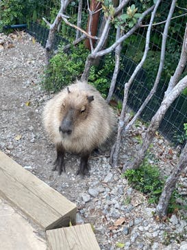 横浜・八景島シーパラダイスに投稿された画像（2021/4/4）
