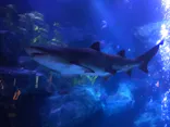 すみだ水族館に投稿された画像（2021/4/4）