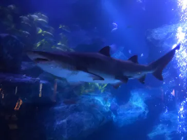 すみだ水族館に投稿された画像（2021/4/4）