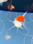 すみだ水族館に投稿された画像（2021/4/4）
