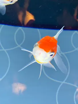 すみだ水族館に投稿された画像（2021/4/4）