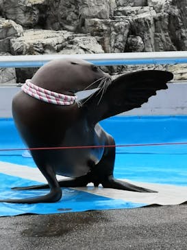 大分マリーンパレス水族館 「うみたまご」に投稿された画像（2021/4/4）