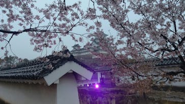 姫路城（イベント）に投稿された画像（2021/4/4）