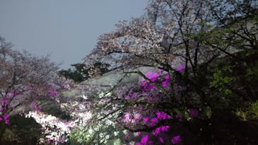 姫路城（イベント）に投稿された画像（2021/4/4）