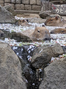 伊豆シャボテン動物公園に投稿された画像（2021/4/5）