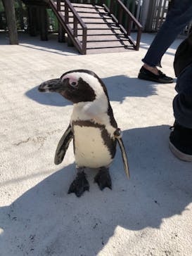 横浜・八景島シーパラダイスに投稿された画像（2021/4/5）