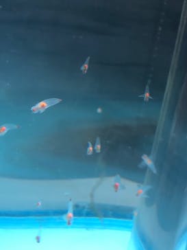 横浜・八景島シーパラダイスに投稿された画像（2021/4/5）