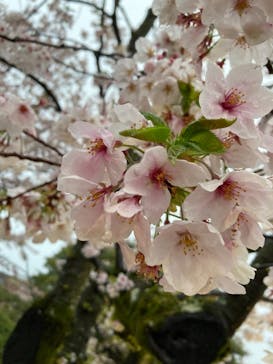 姫路城（イベント）に投稿された画像（2021/4/5）