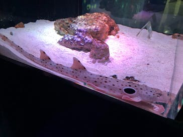 マクセル アクアパーク品川に投稿された画像（2021/4/5）