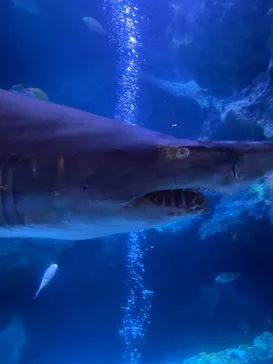 すみだ水族館に投稿された画像（2021/4/5）