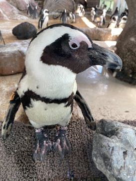 京都水族館に投稿された画像（2021/4/5）