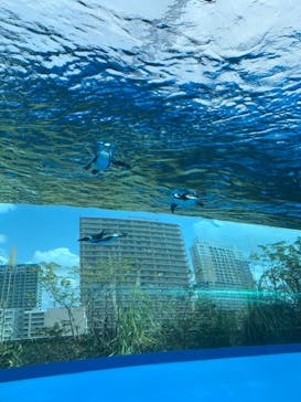 サンシャイン水族館に投稿された画像（2021/4/5）