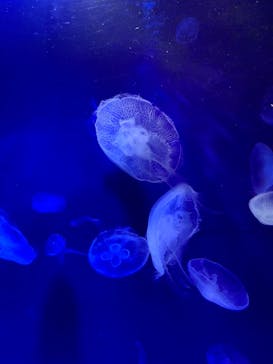 サンシャイン水族館に投稿された画像（2021/4/5）