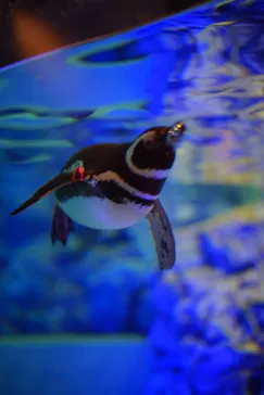 すみだ水族館に投稿された画像（2021/4/5）