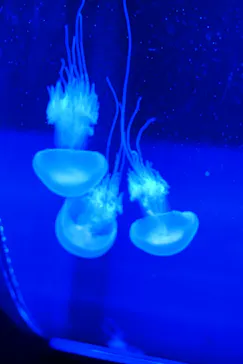 すみだ水族館に投稿された画像（2021/4/5）