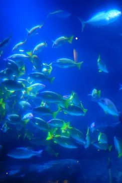 すみだ水族館に投稿された画像（2021/4/5）