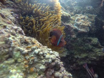 武藤潜水に投稿された画像（2021/4/5）