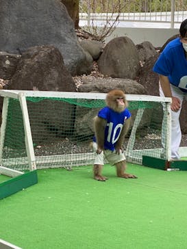 おさるランド＆アニタウン　日光さる軍団劇場に投稿された画像（2021/4/5）