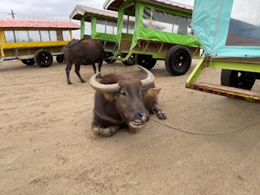 西表島 ADVENTURE PiPi（アドベンチャーピピ）に投稿された画像（2021/4/5）