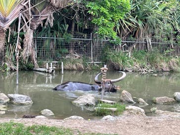 西表島 ADVENTURE PiPi（アドベンチャーピピ）に投稿された画像（2021/4/5）