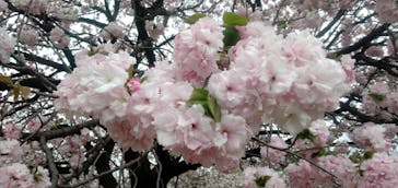 新宿御苑に投稿された画像（2021/4/5）