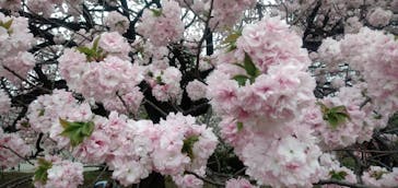 新宿御苑に投稿された画像（2021/4/5）