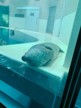 大分マリーンパレス水族館 「うみたまご」に投稿された画像（2021/4/5）