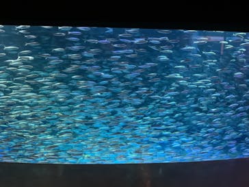 登別マリンパークニクスに投稿された画像（2021/4/5）