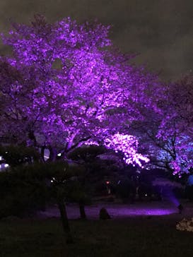 姫路城（イベント）に投稿された画像（2021/4/5）