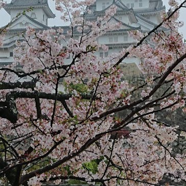 姫路城（イベント）に投稿された画像（2021/4/5）