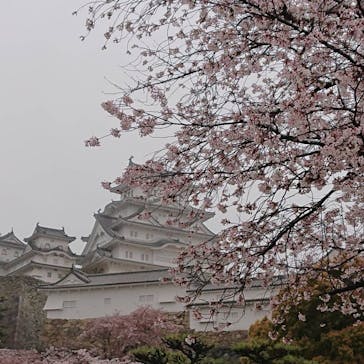姫路城（イベント）に投稿された画像（2021/4/5）