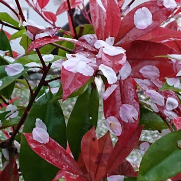 姫路城（イベント）に投稿された画像（2021/4/5）